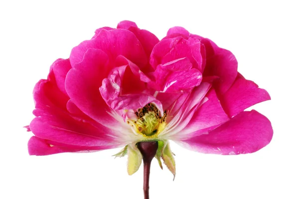 小粉红玫瑰花的夏季芽的内切 内部的真实植物概念 在白色工作室宏中隔离 — 图库照片
