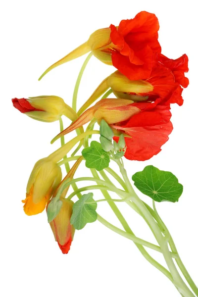 Verse Zachte Bloemen Knoppen Van Decoratieve Nasturtium Tuinplant Geïsoleerd Witte — Stockfoto