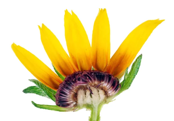 Innenschnitt Der Sommerknospen Einer Kleinen Gelben Rudbeckia Blume — Stockfoto