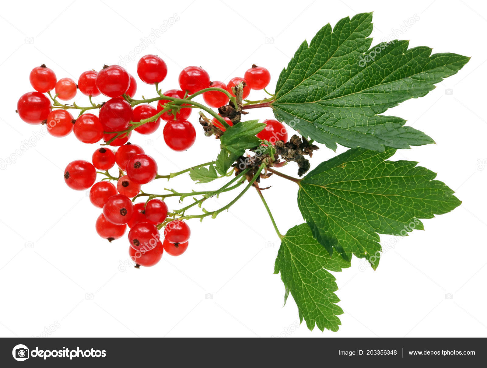 Crop Real Garden Fruit Red Currant Leaves Twigs Isolated White Stock Photo C Vilaxlt 203356348