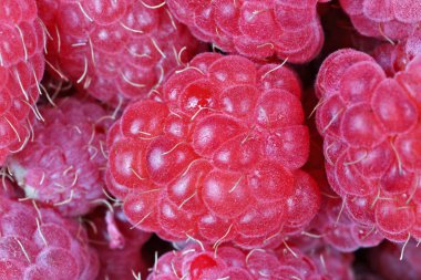 İdeal tatlı olgun ahududu meyveleri sepete yalan. Stüdyo makro arka plan