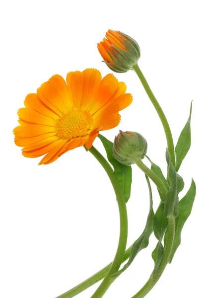 Colore Arancione Curvo Estate Giugno Margherite Calendula Fiore Boccioli Isolato — Foto Stock