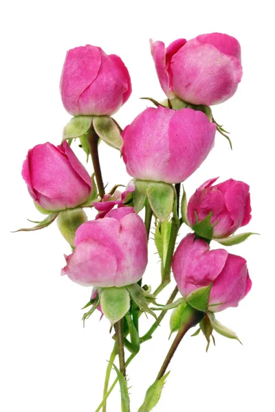 Strange Unusual Bouquet Seven Buds Real June Pink Mini Roses — Stock Photo, Image