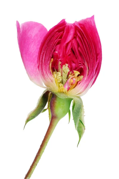 粉红色玫瑰花的夏季芽的内部垂直切割 内部的真实植物概念 在白色工作室宏中隔离 — 图库照片