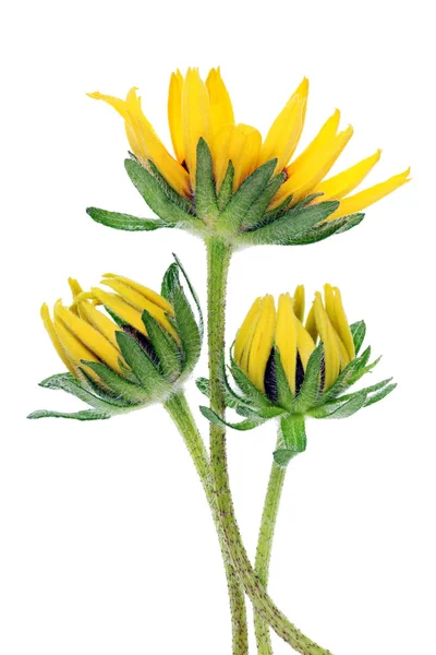 Tři Jemné Zahradní Vlasy Mini Slunečnice Pupeny Izolované Oin Bílé — Stock fotografie