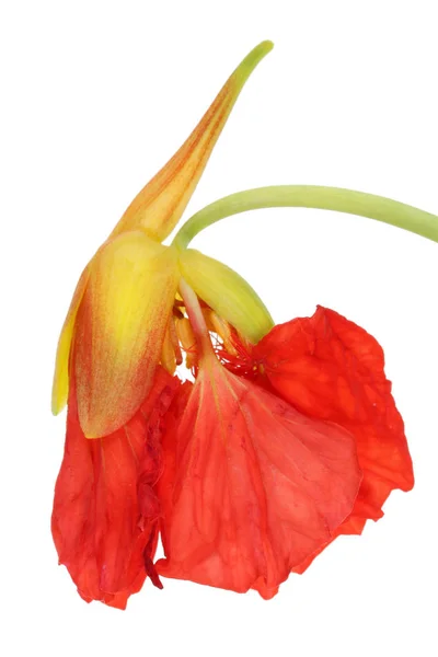 Taze Nazik Yenilebilir Kırmızı Tomurcuğu Nasturtium Bahçe Çiçek Beyaz Stüdyo — Stok fotoğraf