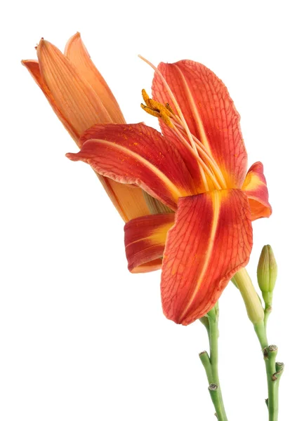 Miniature Orange Color Garden Lily Flowers Buds Isolated White Studio — Stock Photo, Image