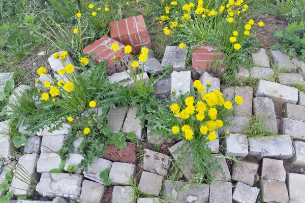 Život Květiny Které Jsou Silnější Než Kamenné Koncept Žluté Pampelišky — Stock fotografie