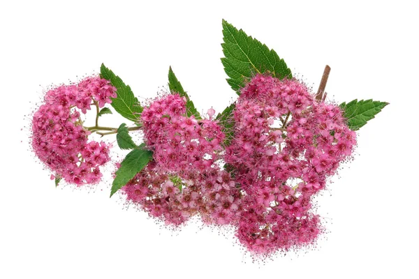 Mil Pequeñas Flores Rosadas Florecen Una Rama Arbusto Decorativo Spirea —  Fotos de Stock