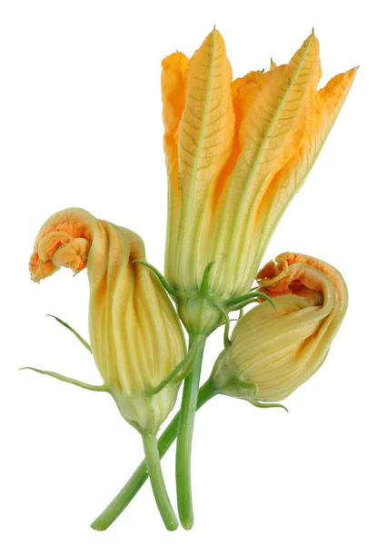 Orange Fresh Edible Flowers Garden Zucchini Squash Isolated White Studio — Stock Photo, Image