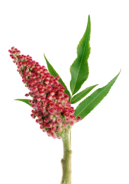 Červené Letní Květiny Zahradní Okrasné Keře Jedovaté Škumpy Izolované Bílém — Stock fotografie
