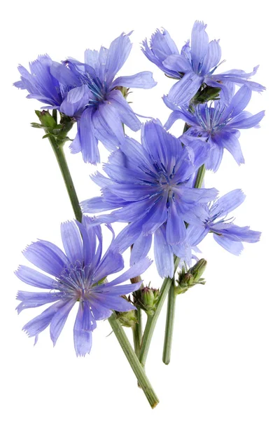 Zweige Einer Zichorienpflanze Mit Zarten Blauen Blüten Isoliert Auf Weißen — Stockfoto