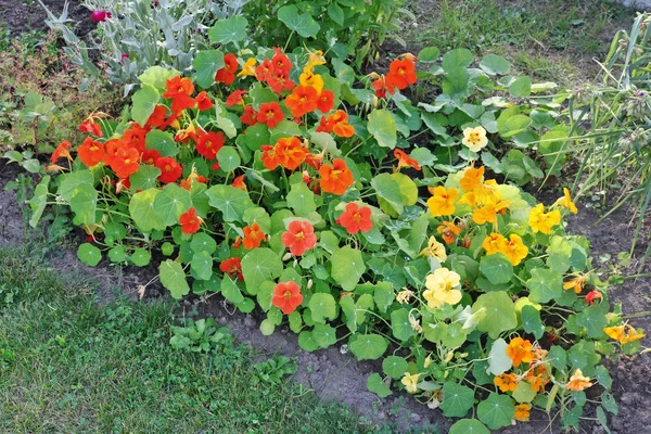 Jardim Rústico Canteiro Flores Com Nasturtiums Florescendo Vermelho Amarelo Dia — Fotografia de Stock