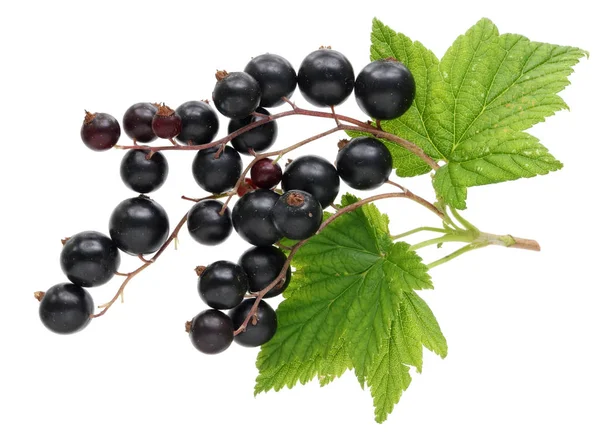 Crop Real Garden Berries Black Currant Leaves Twigs Isolated White — Stock Photo, Image