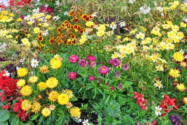 Çeşitli yaz sarı ve kırmızı çiçek Bahçe yatağa büyümek. Temmuz bulutlu gün çiçek arka plan