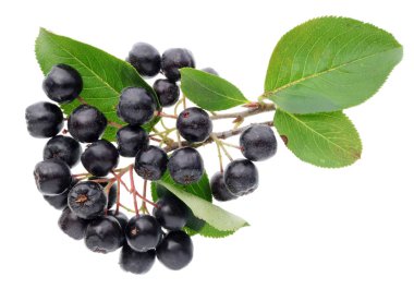 Aronia gerçek meyveleri ince villus ile kaplıdır. Beyaz stüdyo makro çekim izole
