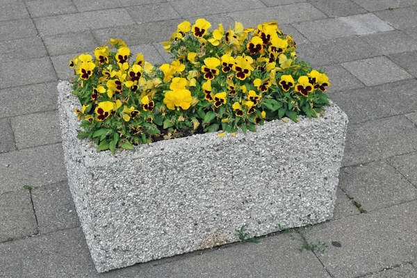 Pansies Gentle Yellow Flowers Grow Simple Concrete Stone Street Flowerpot — Stock Photo, Image