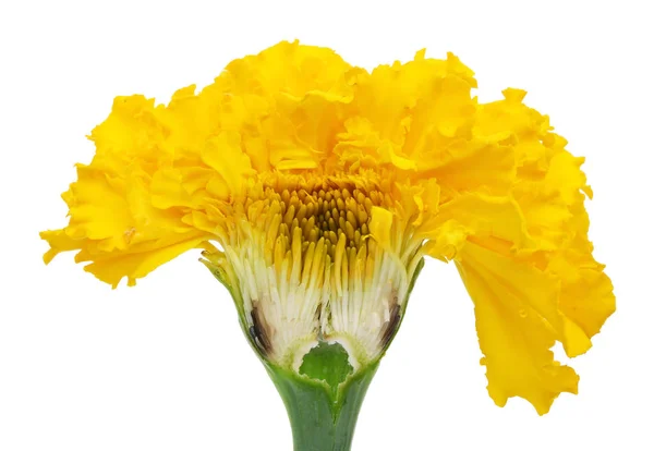 Inner Cut Summer Fresh Decorative Yellow Marigold Flower Isolated White — Stock Photo, Image