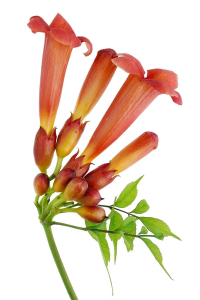 Trompet Klimplant Chinese Trompetklimmer Plant Tak Met Bloemen Knoppen Geïsoleerd — Stockfoto