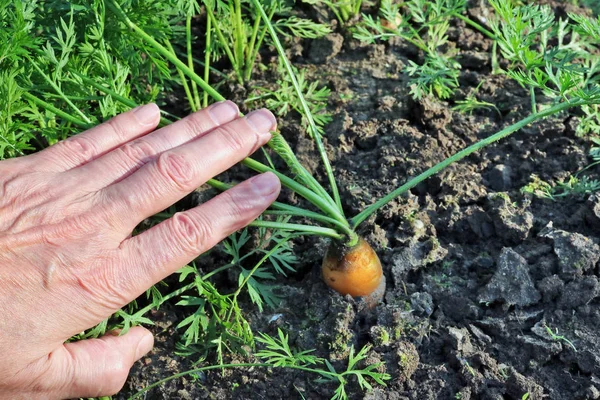 Granjero Sosteniendo Mano Una Pequeña Zanahoria Fresca Hojas Cama Verduras — Foto de Stock