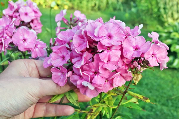 Yaşlı Erkek Çiftçi Bir Yaşam Dolu Pembe Islak Phlox Çiçek — Stok fotoğraf