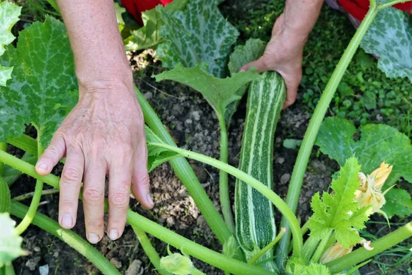 Elderly Peasant Woman Farmer Holding His Hand Small Fresh Zucchini — Stock Photo, Image