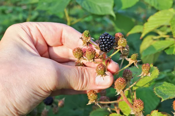Jordbrukaren Håller Blackberry Taggig Gren Med Bär Handen Solig Sommar — Stockfoto