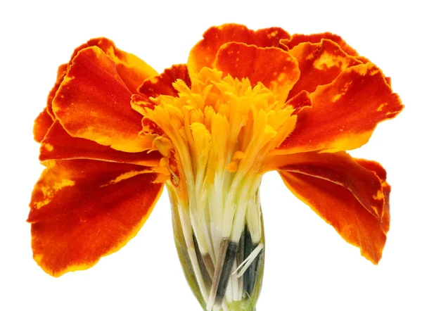 インナーは 夏の新鮮な装飾的な濃いオレンジ色のマリーゴールドの花のカット 白いスタジオ マクロ撮影に分離 — ストック写真