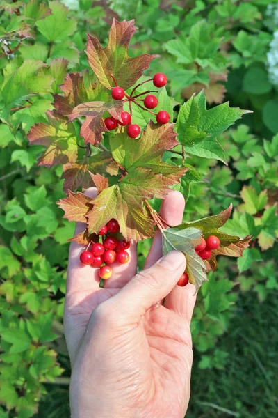 Çiftçi Bir Kartopu Şube Kırmızı Islak Çilek Ile Elinde Tutuyor — Stok fotoğraf