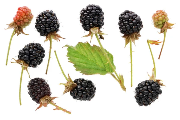 Reife Schwarze Echte Beeren Von Garten Brombeerfrüchten Mit Kurzen Stacheligen — Stockfoto