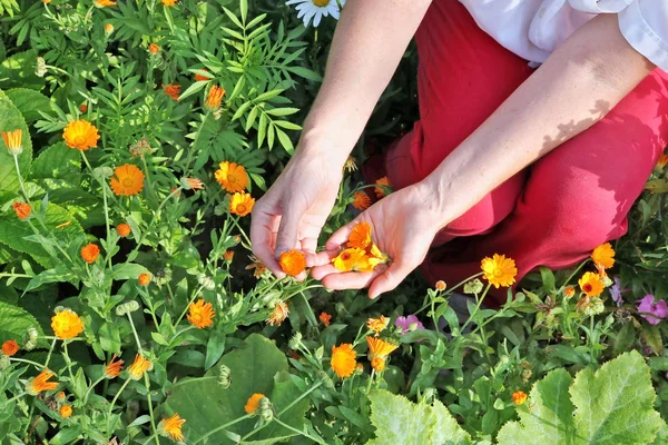 Uma Agricultora Parte Flores Uma Calêndula Médica Colheita Será Seca — Fotografia de Stock