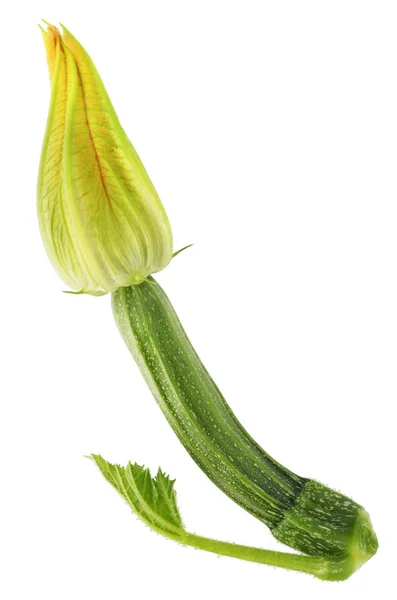 Miniature Green Wet Zucchini Marrow Vegetable Fresh Yellow Flower Isolated — Stock Photo, Image