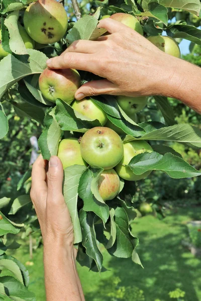 农夫的女人手里拿着绿色的苹果在树枝上 阳光夏日7月天户外拍摄 — 图库照片