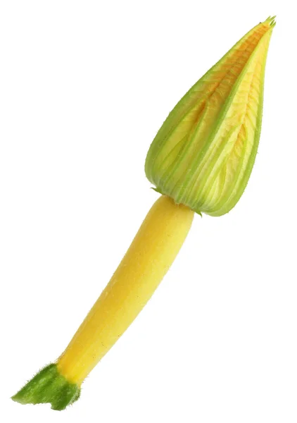 Miniatyr Gul Våt Zucchini Märg Grönsak Med Gula Blommor Isolerad — Stockfoto