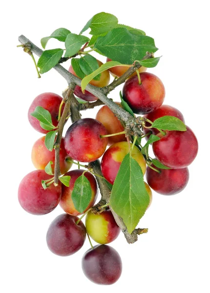 Bunch Ripe Red Tkemali Plums Hang Branch Isolated White Studio — Stock Photo, Image
