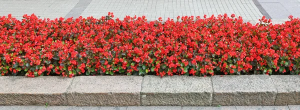 赤いベゴニアと長い花壇は 花崗岩の町の広場にあります いくつかの夏ショットから全景が見えるコラージュ — ストック写真