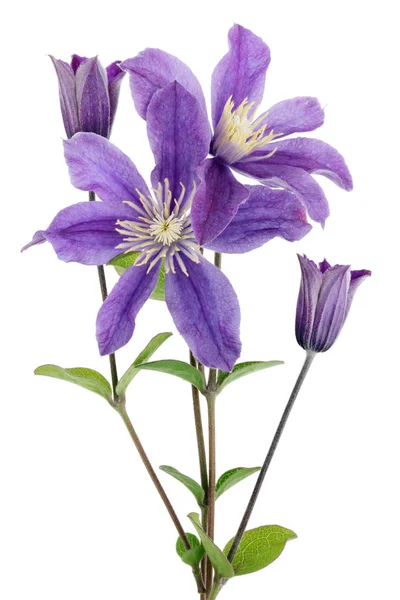 Ein Echtes Blaues Glockenwildblumen Von Der Sommerwiese Juli Isoliert Auf — Stockfoto