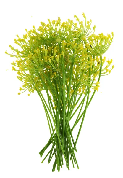 Taze Sarı Çiçek Bahçe Bir Demet Dereotu Bitki Baharatlar Beyaz — Stok fotoğraf