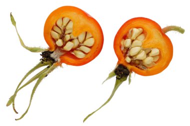 Yaz dikenli dikenli yabani köpek Güller kırmızı çilek yarım kesilmiş. Beyaz stüdyo makro çekim izole