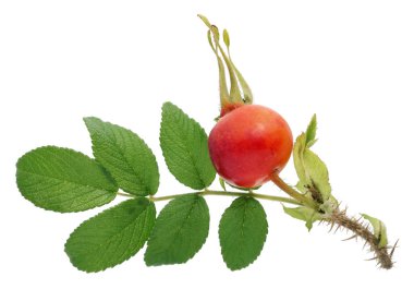 Yaz dal dikenli dikenli yabani köpek ile bir kırmızı dut gül. Beyaz stüdyo makro çekim izole