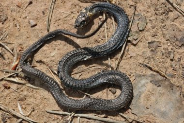 Bir küçük yılan anormal ısı nedeniyle kumlu bir yolda öldü. Güneşli bahar Mayıs günü orman vurdu 