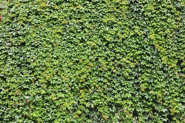 The wall of the house was overgrown with lianas of wild grapes