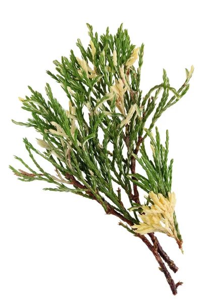 Gren Fir Skogen Träd Med Gul Unga Nya Kvistar Isolerad — Stockfoto