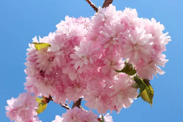 Gråtande Körsbärsträd Prunus Kiku Shidare Grade Blommorna Fluffig Doftande Rosa — Stockfoto