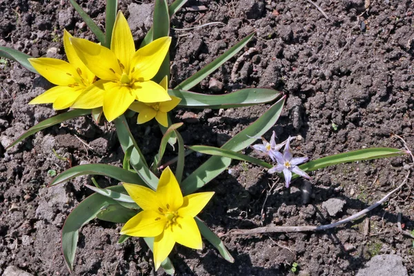 月最初森林野生の黄色の花は 日当たりの良い空き地に咲きます 春の日の屋外マクロ撮影 — ストック写真