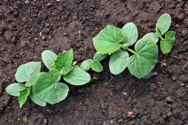 Salatalık Bahar Sebze Bahçe Yataklar Genç Filizlenir Yumuşak Seçici Odak — Stok fotoğraf