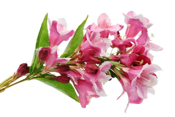 Galho Arbusto Peruca Decorativo Com Flores Desbotadas Rosa Isolado Estúdio — Fotografia de Stock