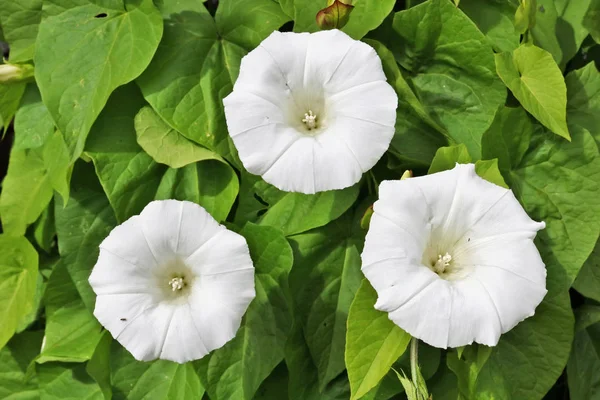 三朵白花的杂草藤本植物 空心菜 在绿叶的背景下 夏日君阳光日特写镜头 — 图库照片