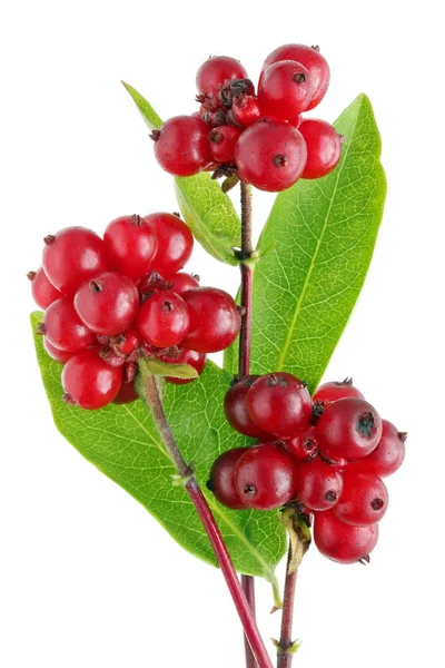 Bunch Twigs Decorative Honeysuckle Ripe Red Berries Isolated White Studio — Stock Photo, Image