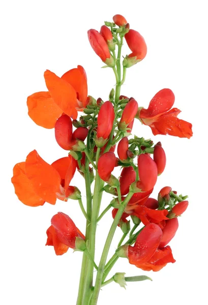 Lianas Decorativas Tejiendo Frijoles Floreciendo Flores Brillantes Rojas Aislado Blanco —  Fotos de Stock